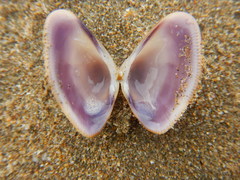 Donax punctatostriatus