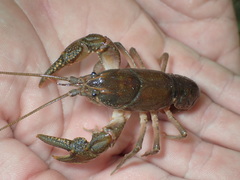 Cambarus striatus