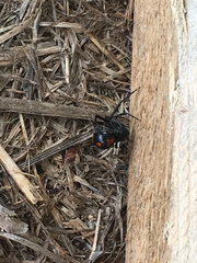 Latrodectus mactans
