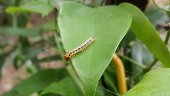 Heortia vitessoides