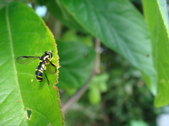 Xanthogramma