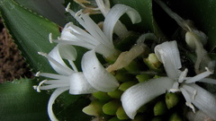 Cryptanthus coriaceus