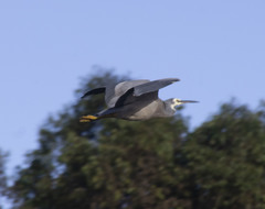 Egretta novaehollandiae