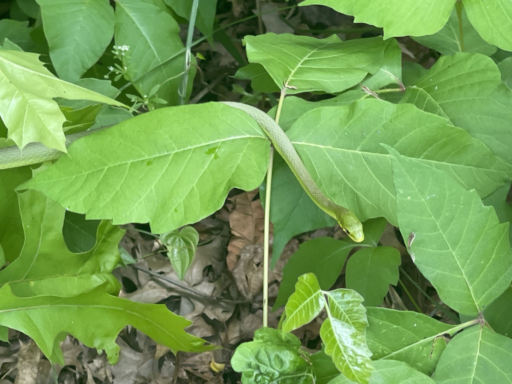 Rough Greensnake from Occoquan Bay National Wildlife Refuge, Woodbridge ...