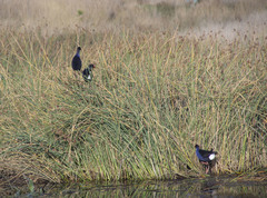 Porphyrio melanotus