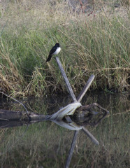 Rhipidura leucophrys