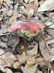 Hortiboletus campestris