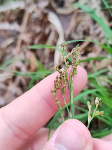 Image of Carex Ornithopoda (Carex ornithopoda) by (c) Ljaž, some rights reserved (CC BY)