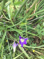 Brodiaea terrestris