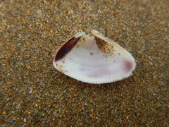 Donax punctatostriatus