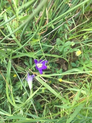 Brodiaea terrestris