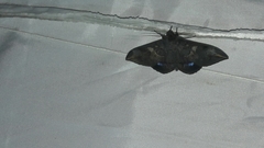 Ischyja ferrifracta