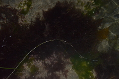 Ulva californica