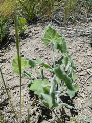 Calystegia malacophylla