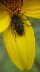 Astylus bourgeoisi