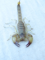 Timogenes elegans