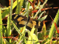 Acraea cabira