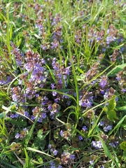 Glechoma hederacea