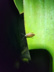 Image of Epilampra azteca