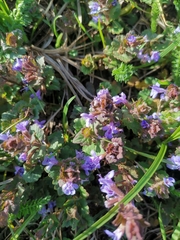 Glechoma hederacea