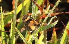 Acraea cabira