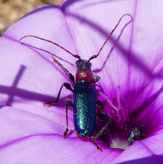 Cartallum ebulinum