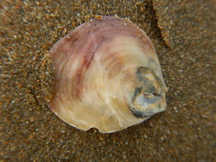 Pododesmus