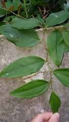Smilax lanceifolia