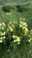 Calceolaria hyssopifolia