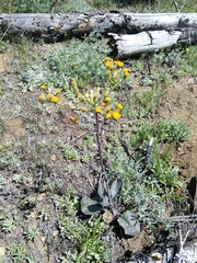 Senecio aronicoides