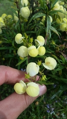 Calceolaria hyssopifolia