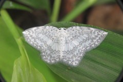 Leucodrepana serratilinea