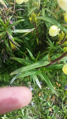 Calceolaria hyssopifolia