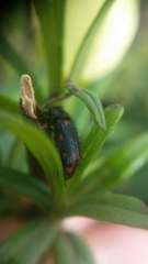 Astylus bourgeoisi