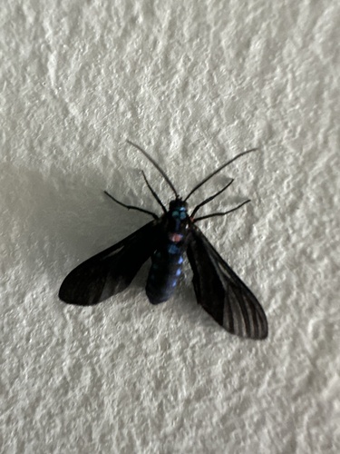 Saurita clandestina