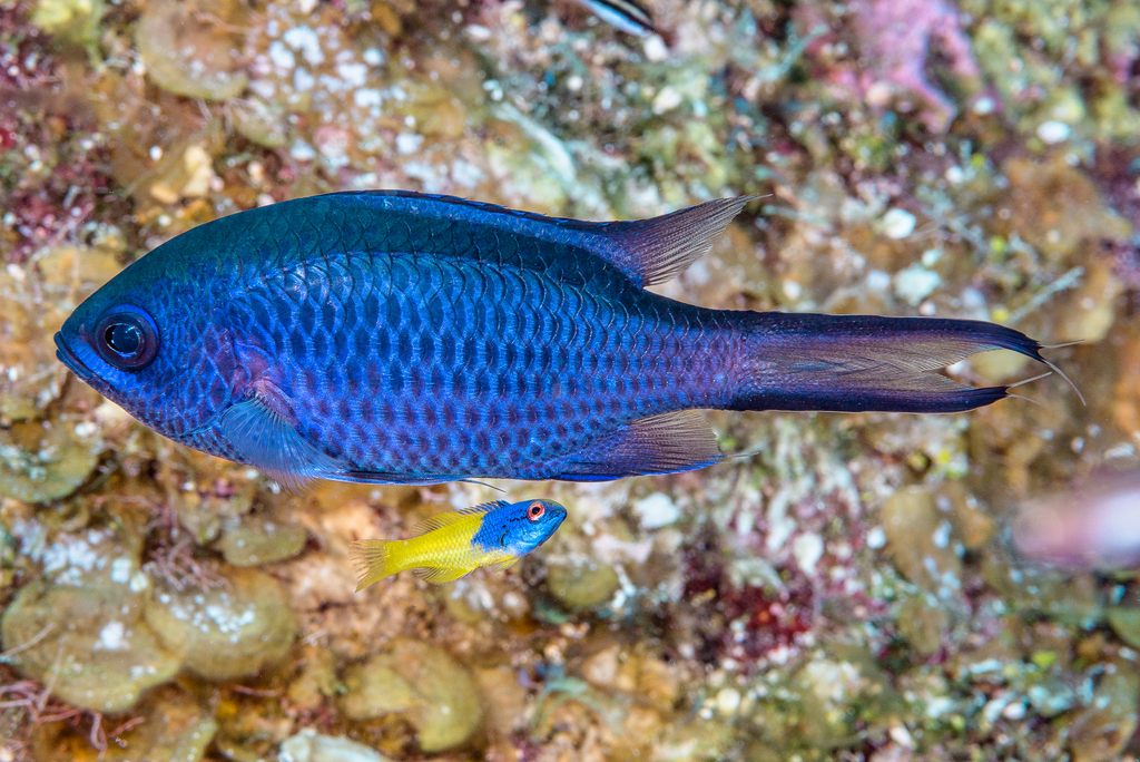 Spanish Hogfish from Arrecifes de Cozumel, Cozumel, Quintana Roo ...