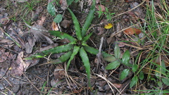 Cryptanthus coriaceus