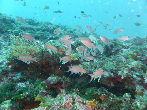 Barbier (Anthias anthias) — Serranidae — 4