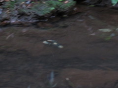 Euastacus sulcatus