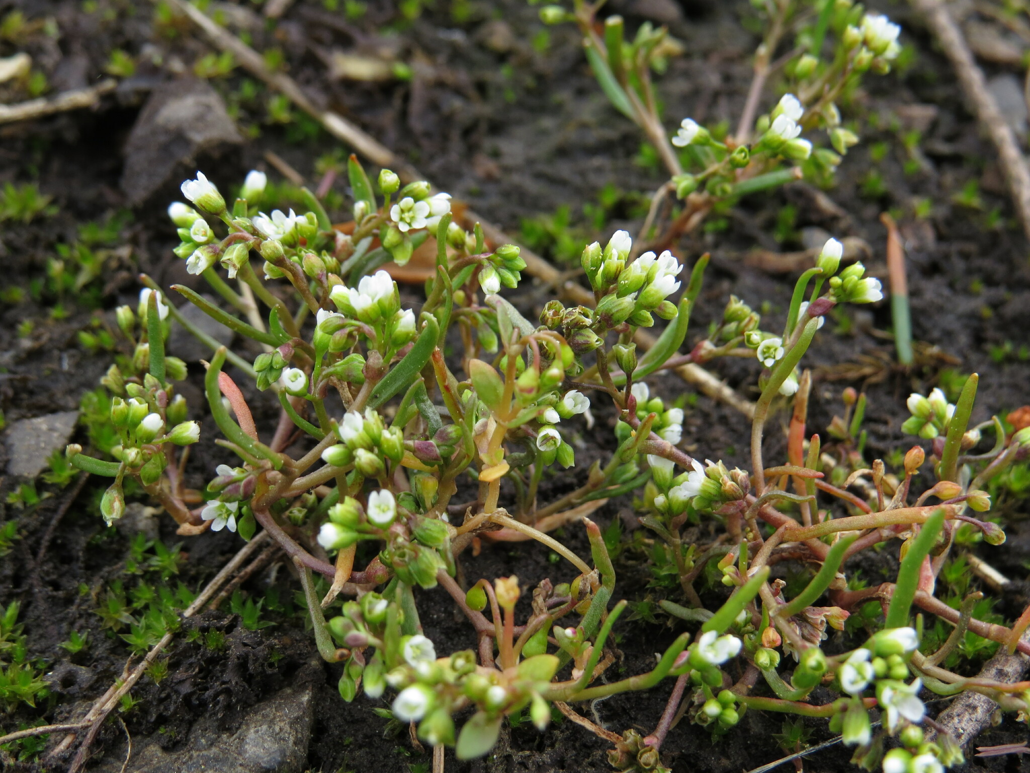 Montia dichotoma
