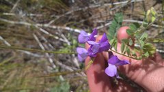 Lathyrus nevadensis