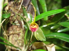 Masdevallia infracta