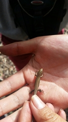 Pholidobolus montium