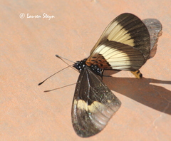 Acraea aganice aganice