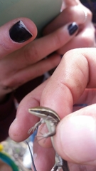 Pholidobolus montium