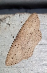 Cyclophora turneri