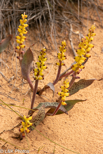 Lachenalia karoopoortensis