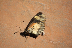 Acraea cabira