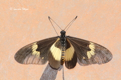 Acraea aganice aganice