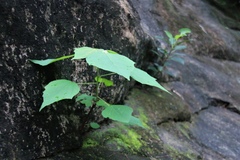 Mallotus paniculatus